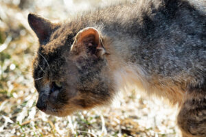 Wild stray cat in village