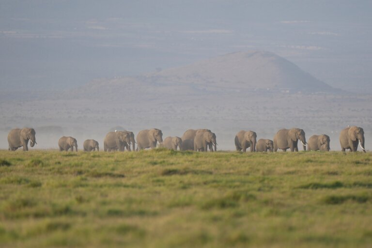 Kenya Elephants