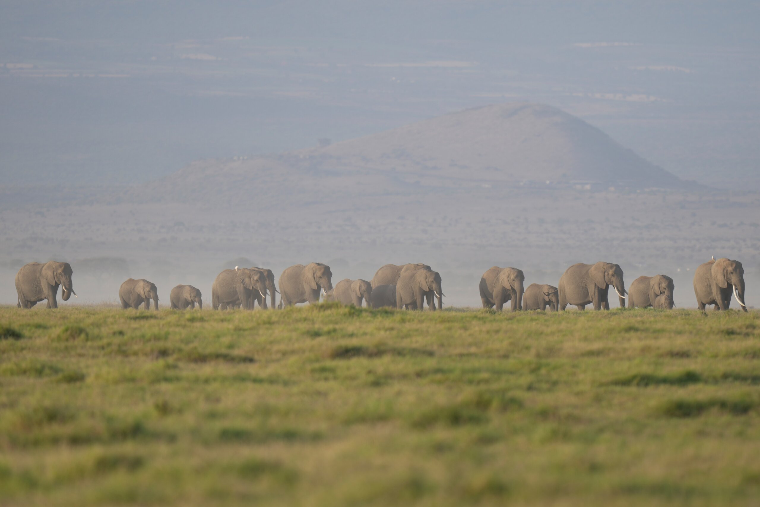 Kenya Elephants