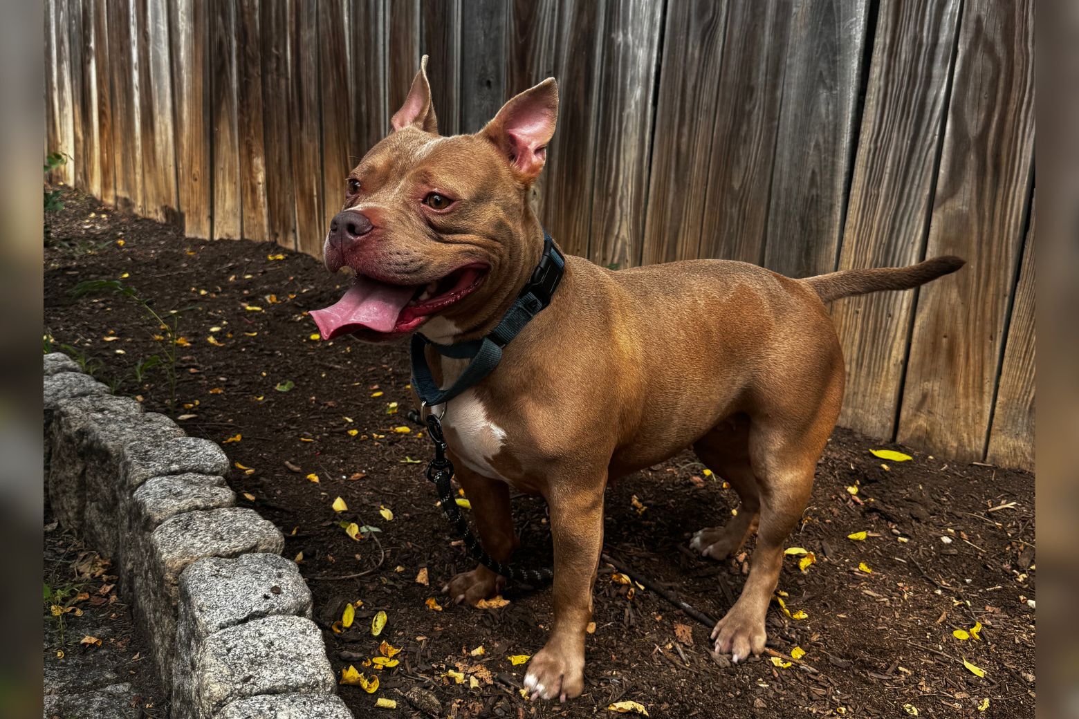 Pet of the Week: Artemis