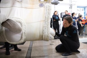 Beluga Whale Rescue