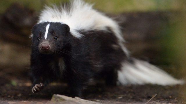 Bat and skunk test positive for rabies in Charles Co., following 2 rabid beaver attacks