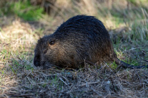 FRANCE ANIMALS