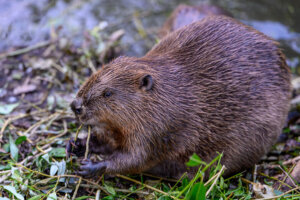 Close up of wild beaver eating tree branch in natural habitat