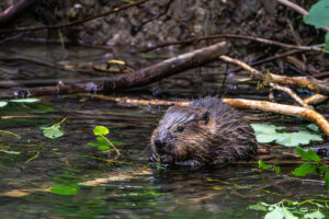 Young little Eurasian beaver, Castor fiber at a river in Munich, Bavaria in Germany