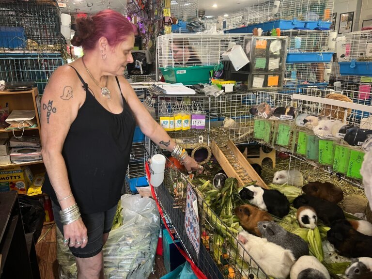 Guinea Pig Sanctuary