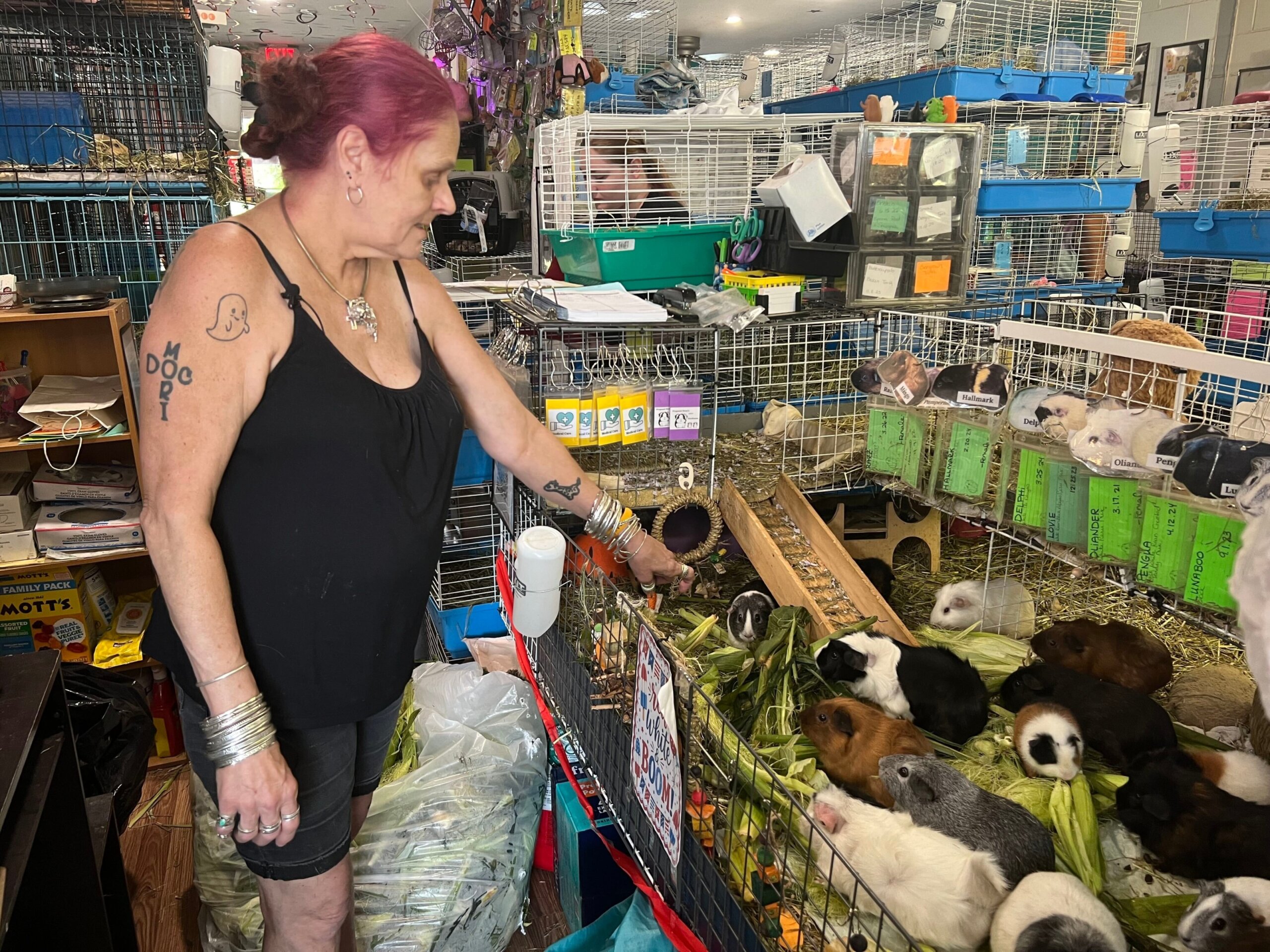 Guinea Pig Sanctuary