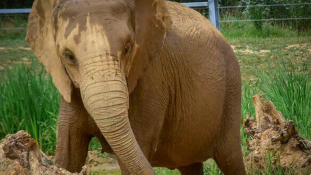 Maryland Zoo’s lone female elephant moving as facility transitions to all-male herd
