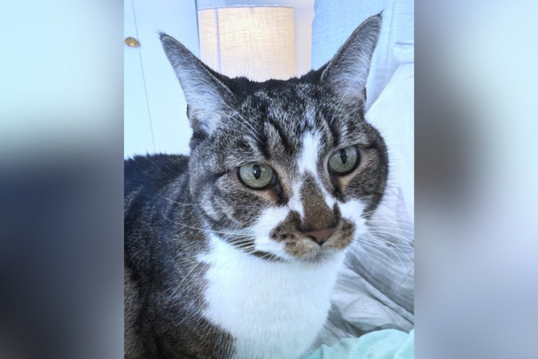 Pet of the Week: Elizabeth