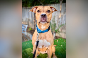 Meet Impala, a graceful pup who’s full of personality