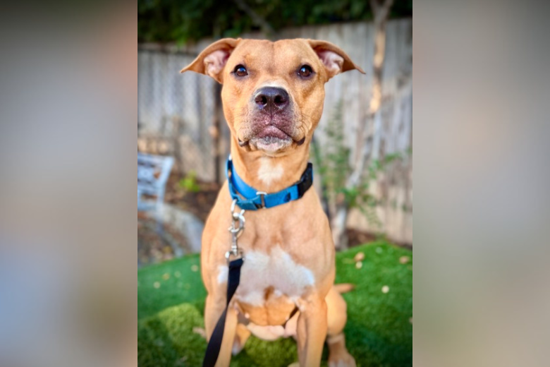 Pet of the Week: Impala