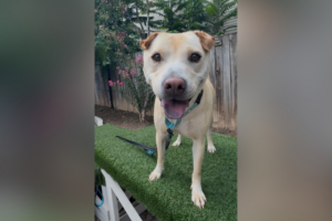 Meet Sallie, a charming, lively and endlessly fun dog