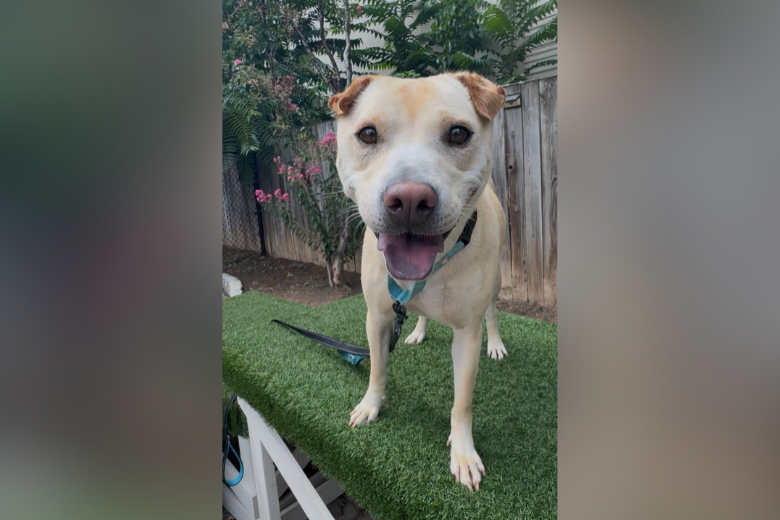 Pet of the Week: Sallie