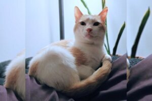 Meet Toppy, a snuggly 4-year-old kitty who loves playtime